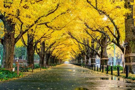 Menjelajah Romantisme Pulau Nami Di Korea