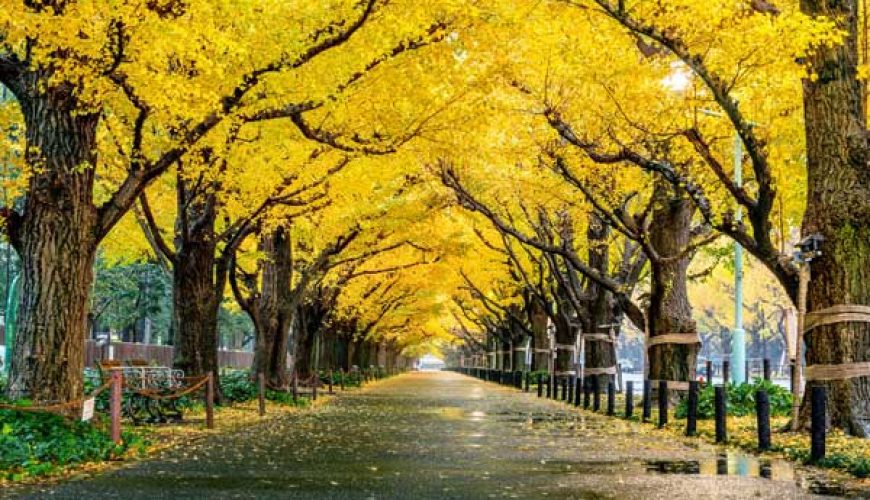 Menjelajah Romantisme Pulau Nami Di Korea