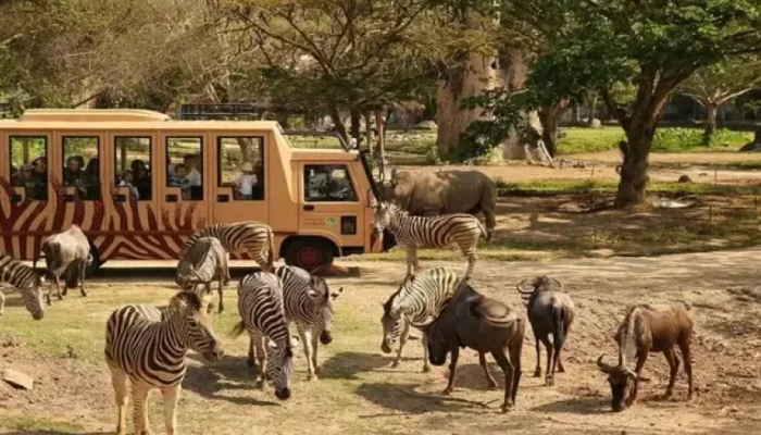 jungle hopper packages