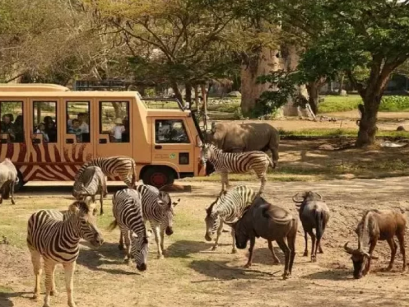 jungle hopper packages