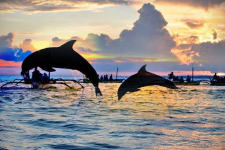 Bali Dolphin Tour​ Regular