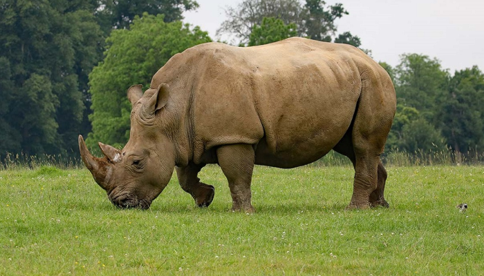 rhino